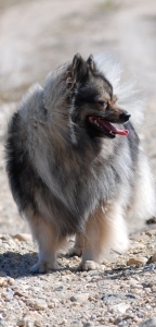 04 Mittelspitz Bonita von der Rosteige