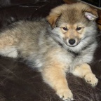 46 Mittelspitz Aragon von der Rosteige