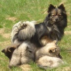 54 Mittelspitz Falcon von Ayers Rock mit Welpen vom A-Wurf