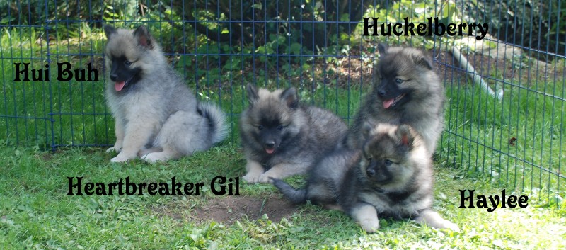 H-Wurf-Komplett mit 9 Wochen1 H-Wurf-Komplett mit 9 Wochen1