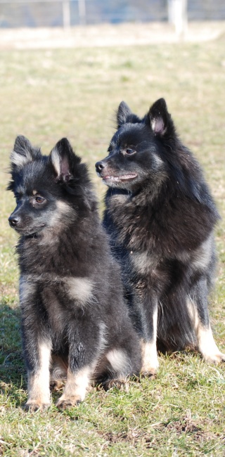 Spitz Cassiopeia von der Roßsteige 09 Spitz Cassiopeia von der Roßsteige 09