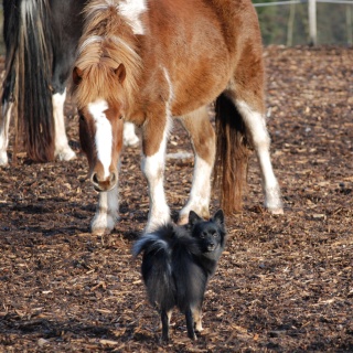 Spitz Cassiopeia von der Roßsteige 12 Spitz Cassiopeia von der Roßsteige 12