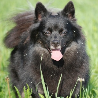 Spitz Cassiopeia von der Rosteige 18 August 2008