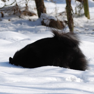 Spitz Cassiopeia von der Roßsteige 28 Januar 2010 Spitz Cassiopeia von der Roßsteige 28 Januar 2010