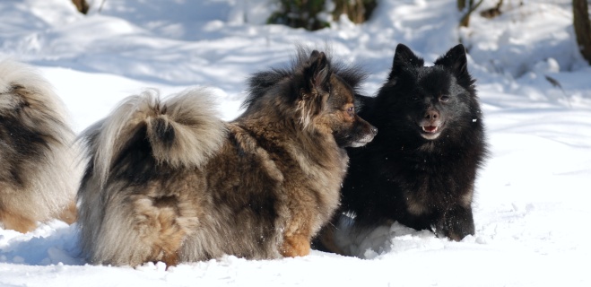 Spitz Cassiopeia von der Roßsteige 30 Januar 2010 Spitz Cassiopeia von der Roßsteige 30 Januar 2010