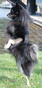 93 Mittelspitz Dundee von der Rosteige